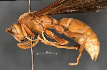 Media type: image;   Entomology 35999 Aspect: habitus lateral view